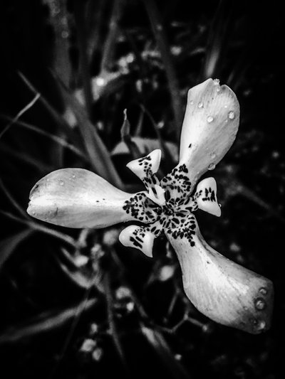 Flower No. 53 by Guilherme Pontes