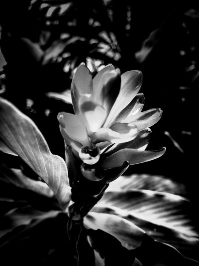 Flower No. 53 by Guilherme Pontes