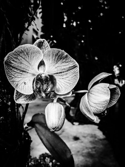 Flower No. 5, 2025 by Guilherme Pontes