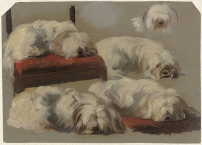 Studies of a White Lapdog by Guillaume Anne van der Brugghen
