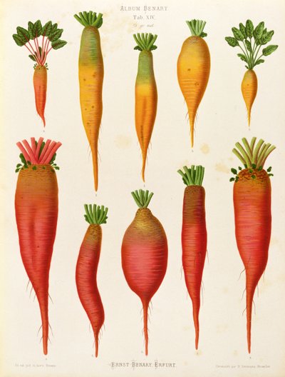 Carrots and Turnips: from the "Album Benary" Tab. XIV by Guillaume Severeyns