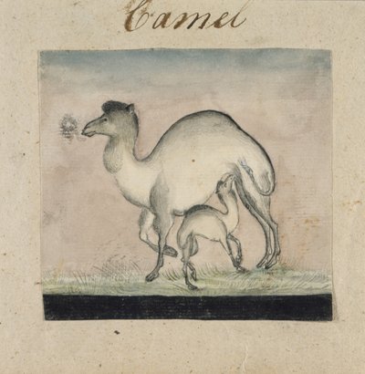 Mother Camel and Her Calf by Gungaram Tambat