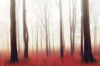 Dreamy Red Forest by Gustav Davidsson