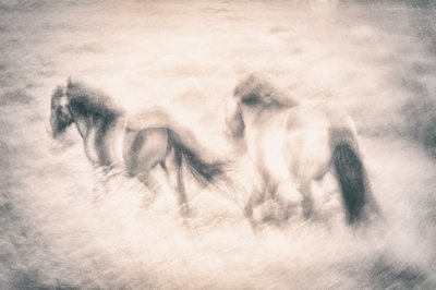 Galloping Horses Dream by Gustav Davidsson