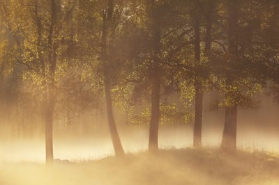 Golden Morning Mist by Gustav Davidsson