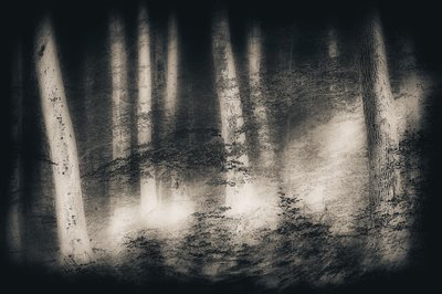 Misty Forest Dream by Gustav Davidsson