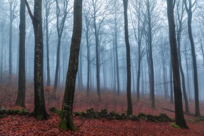 Misty Forest Path by Gustav Davidsson