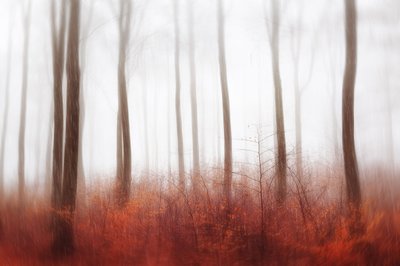 Misty Red Forest by Gustav Davidsson