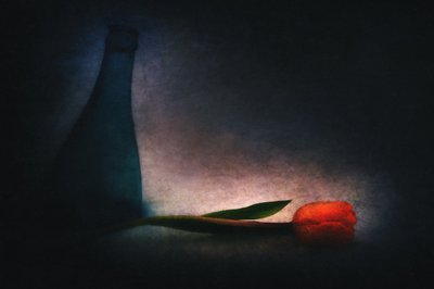 Moody Tulip and Bottle by Gustav Davidsson