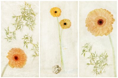 Soft Gerbera Triptych by Gustav Davidsson