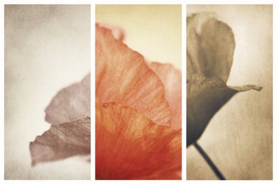 Soft Poppy Petals by Gustav Davidsson