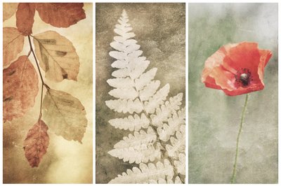 Vintage Nature Trio by Gustav Davidsson