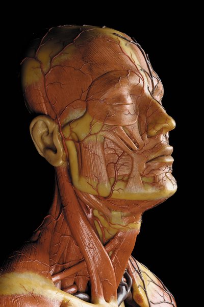 Detail of a male anatomical ecorche model, displaying muscles, arteries and veins, the circulation and nervous system by Gustav Zeiller