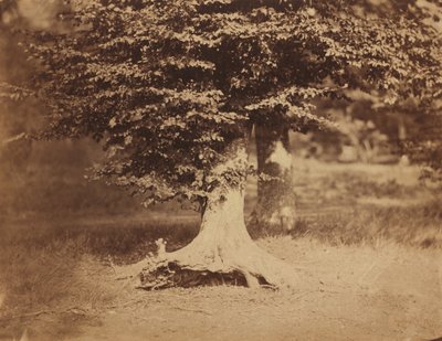 Beech Tree, Forest of Fontainebleau, c. 1856 by Gustave Le Gray