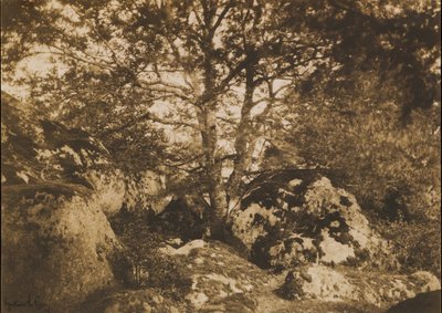 Oak Tree and Rocks, Forest of Fontainebleau, 1849-52 by Gustave Le Gray