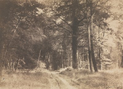 Pathway in the Forest of Fontainbleau by Gustave Le Gray