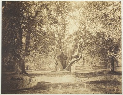 Tree, Forest of Fontainebleau by Gustave Le Gray