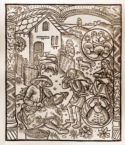 Shepherd