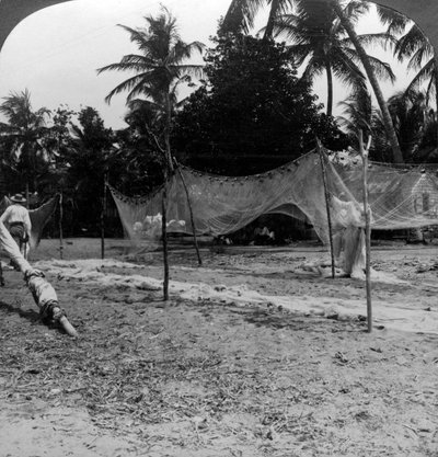 Fishermen Drying Their Nets on the Beach, Basseterre, St Christopher, West Indies by H. C. White