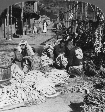 Sorting and Packing Daikon Japanese Radishes on the Waterfront, Atami, Japan by H. C. White