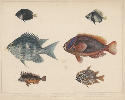 1. Etroplus Fumosus, 2. Heniochus Macrolepidotus, 3. Glyphisodon Smaragdinus, 4. Amphiprion Frenatus, 5. Apistus Rubrippinis, 6. Monocentris Japonicus by H. Patterson