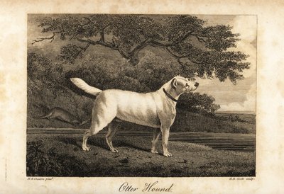 Portrait of the last remaining Otter Hound in Britain in 1812, owned by the Hon by H. R. Cook