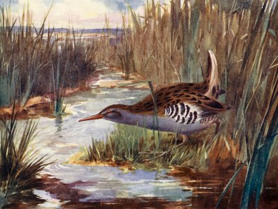Water-rail by H. Wormald