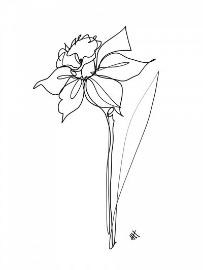 Elegant Daffodil Line Drawing by Hanna Lee Tidd