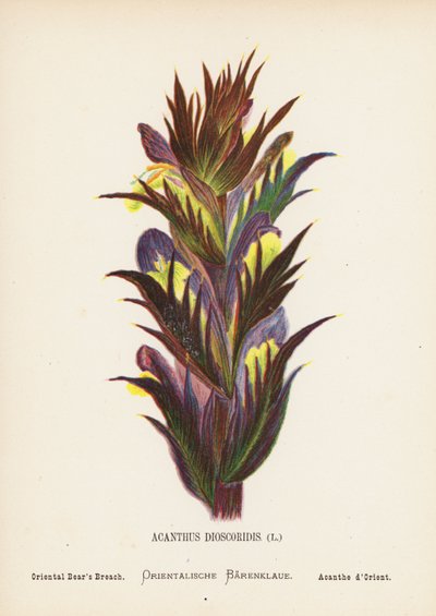 Wild Flowers of the Holy Land: Acanthus Dioscoridis; Oriental Bear