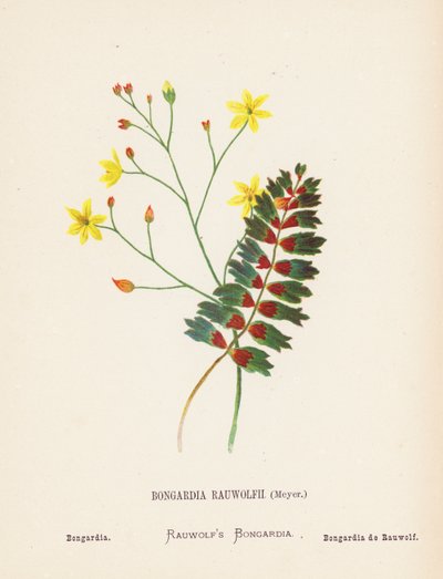 Wild Flowers of the Holy Land: Bongardia Rauwolfii, Meyer; Bongardia by Hannah Zeller