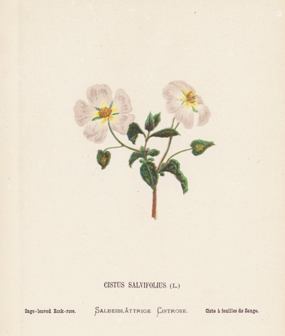 Wild Flowers of the Holy Land: Cistus Salvifolius; Sage-leaved Rook-rose by Hannah Zeller