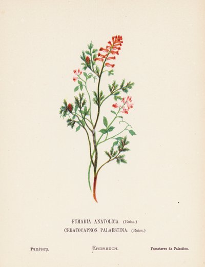 Wild Flowers of the Holy Land: Fumaria Anatolica, Boiss, Ceratocapnos Palaestina, Boiss; Fumitory by Hannah Zeller