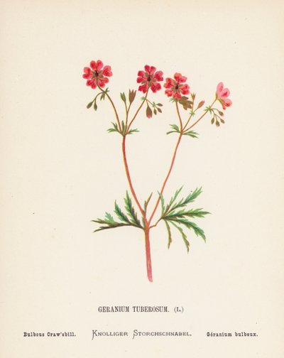 Wild Flowers of the Holy Land: Geranium Tuberosum; Bulbous Craw