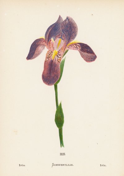 Wild Flowers of the Holy Land: Iris; Iris by Hannah Zeller