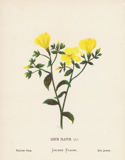 Wild Flowers of the Holy Land: Linum Flavum; Yellow flax by Hannah Zeller