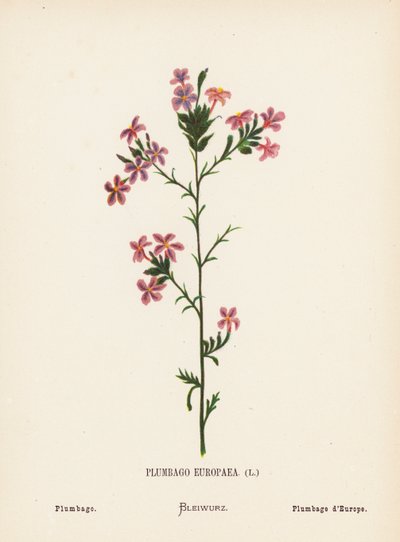 Wild Flowers of the Holy Land: Plumbago Europaea; Plumbago by Hannah Zeller