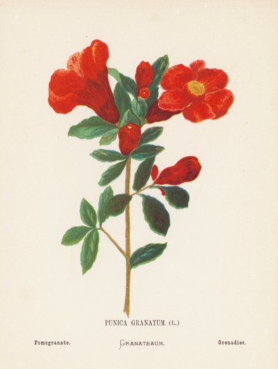 Wild Flowers of the Holy Land: Punica Granatum; Pomegranate by Hannah Zeller