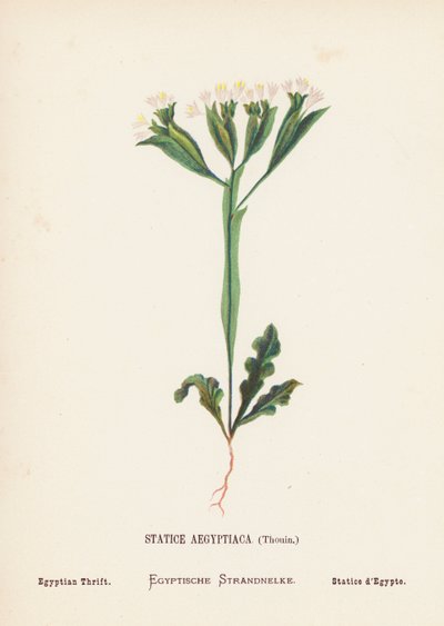 Wild Flowers of the Holy Land: Statice Aegyptiaca, Thouin; Egyptian Thrift by Hannah Zeller