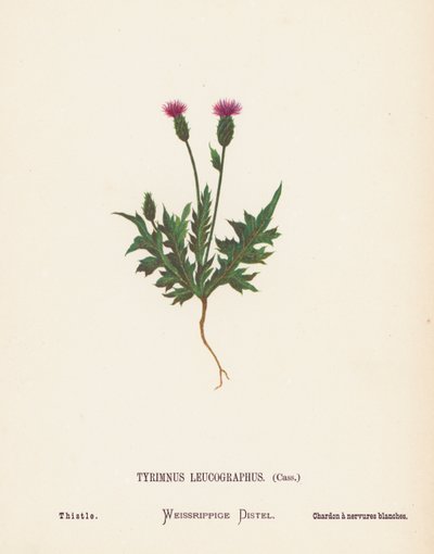 Wild Flowers of the Holy Land: Tyrimnus Leucographus, Cass; Thistle by Hannah Zeller