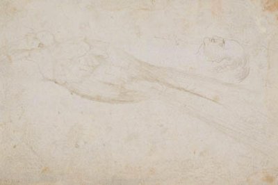Male Bird of Paradise and the Head of a Middle-Aged Man in Profile to the Left by Hans Baldung Grien