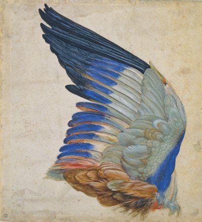 Wing of a Blue Roller, copy of an original by Albrecht Durer by Hans Hoffmann
