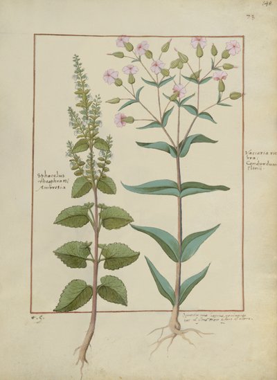 Illustration from the Book of Simple Medicines by Mattheaus Platearius by Hans Sichelbein Sichelbein