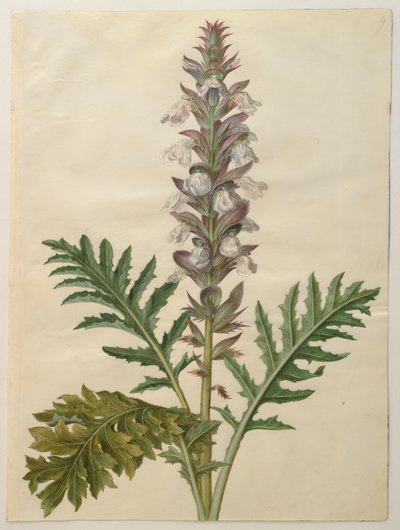Acanthus mollis from the album Gottorfer Codex by Hans Simon Holtzbecher