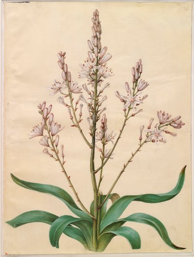 Asphodelus ramosus from the album Gottorfer Codex by Hans Simon Holtzbecher