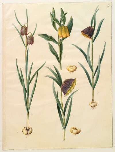 Fritilleria meleagris from the album Gottorfer Codex by Hans Simon Holtzbecher