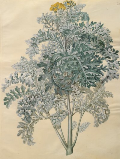 Jacobaea maritima from the album Gottorfer Codex by Hans Simon Holtzbecher