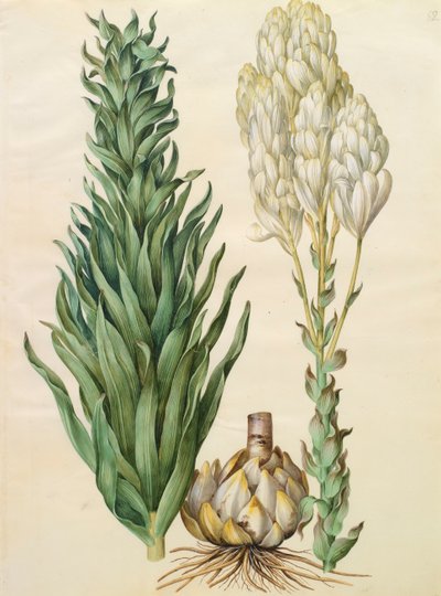 Lilium candidum monstrosum from the album Gottorfer Codex by Hans Simon Holtzbecher