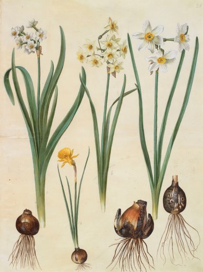 Narcissus tazetta, narcissus orientalis and corbularia bulbocodium from the album Gottorfer Codex by Hans Simon Holtzbecher