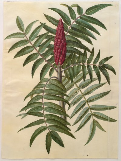 Rhus typhina from the album Gottorfer Codex by Hans Simon Holtzbecher