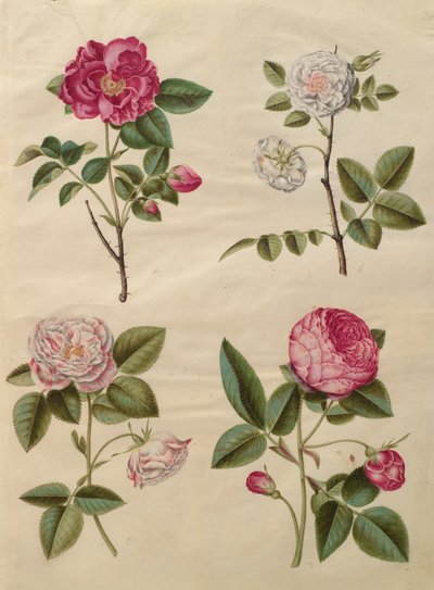 Rosa gallica from the album Gottorfer Codex by Hans Simon Holtzbecher